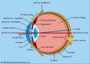 eye-cross-section
