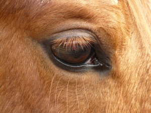 Can you identify this animal?  If you guessed horse, you're right!